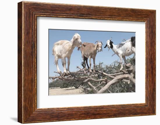 Morocco, Road to Essaouira, Goats Climbing in Argan Trees-Emily Wilson-Framed Photographic Print