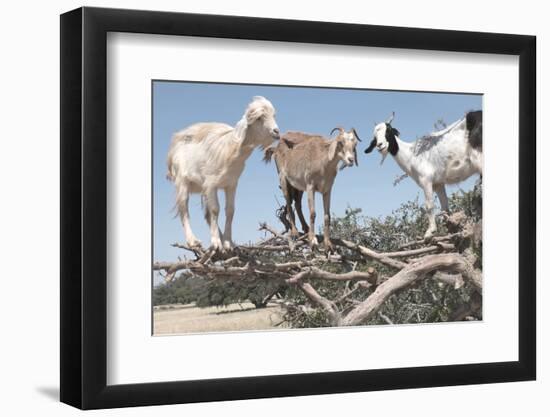 Morocco, Road to Essaouira, Goats Climbing in Argan Trees-Emily Wilson-Framed Photographic Print