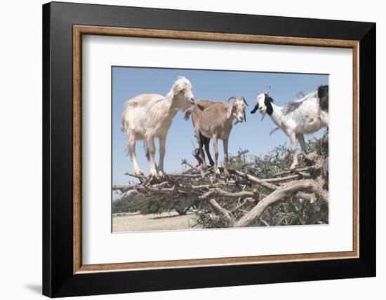 Morocco, Road to Essaouira, Goats Climbing in Argan Trees-Emily Wilson-Framed Photographic Print