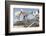 Morocco, Road to Essaouira, Goats Climbing in Argan Trees-Emily Wilson-Framed Photographic Print