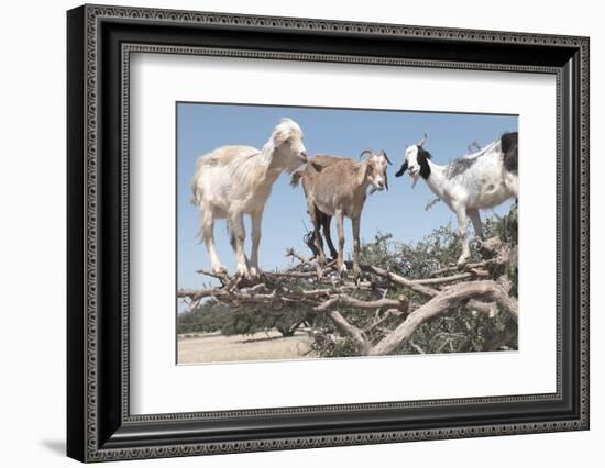 Morocco, Road to Essaouira, Goats Climbing in Argan Trees-Emily Wilson-Framed Photographic Print