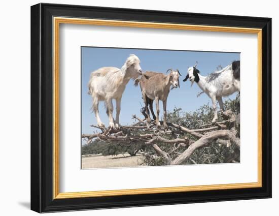 Morocco, Road to Essaouira, Goats Climbing in Argan Trees-Emily Wilson-Framed Photographic Print