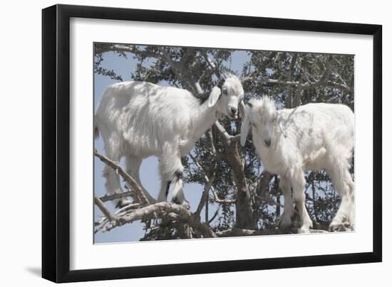 Morocco, Road to Essaouira, Goats Climbing in Argan Trees-Emily Wilson-Framed Photographic Print