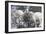 Morocco, Road to Essaouira, Goats Climbing in Argan Trees-Emily Wilson-Framed Photographic Print