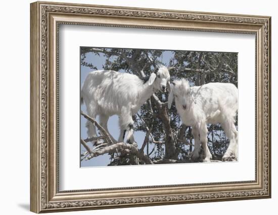 Morocco, Road to Essaouira, Goats Climbing in Argan Trees-Emily Wilson-Framed Photographic Print