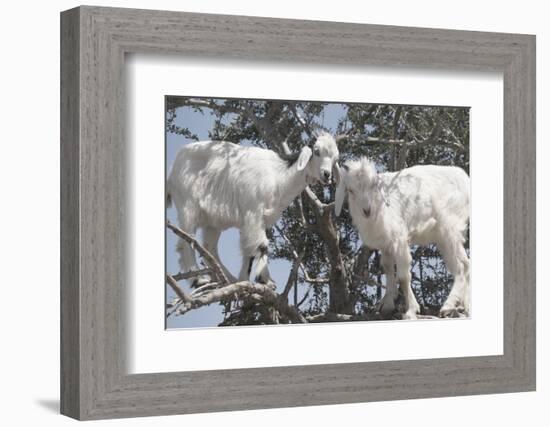 Morocco, Road to Essaouira, Goats Climbing in Argan Trees-Emily Wilson-Framed Photographic Print