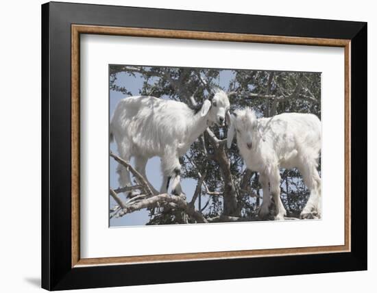 Morocco, Road to Essaouira, Goats Climbing in Argan Trees-Emily Wilson-Framed Photographic Print