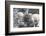 Morocco, Road to Essaouira, Goats Climbing in Argan Trees-Emily Wilson-Framed Photographic Print