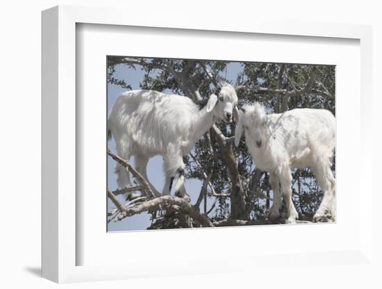 Morocco, Road to Essaouira, Goats Climbing in Argan Trees-Emily Wilson-Framed Photographic Print