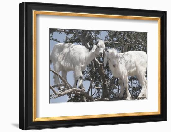 Morocco, Road to Essaouira, Goats Climbing in Argan Trees-Emily Wilson-Framed Photographic Print