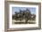 Morocco, Road to Essaouira, Goats Climbing in Argan Trees-Emily Wilson-Framed Photographic Print