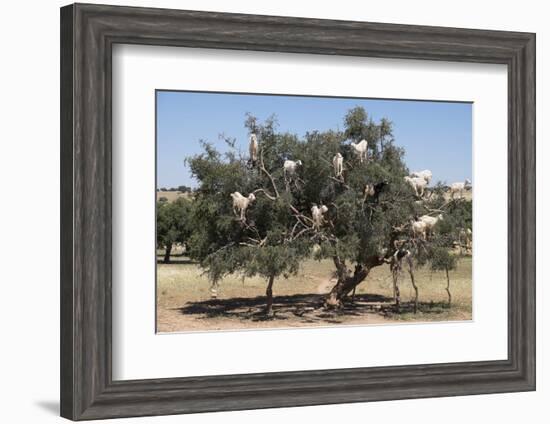 Morocco, Road to Essaouira, Goats Climbing in Argan Trees-Emily Wilson-Framed Photographic Print