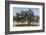 Morocco, Road to Essaouira, Goats Climbing in Argan Trees-Emily Wilson-Framed Photographic Print