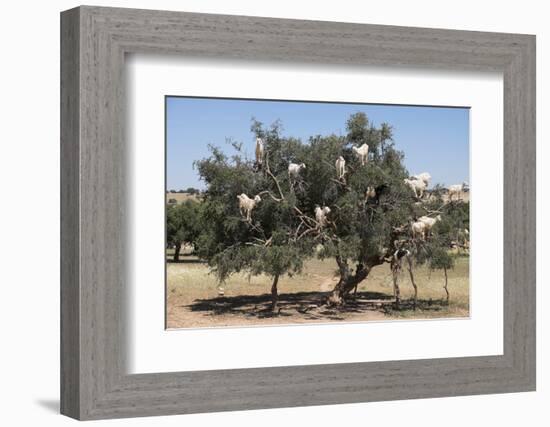 Morocco, Road to Essaouira, Goats Climbing in Argan Trees-Emily Wilson-Framed Photographic Print