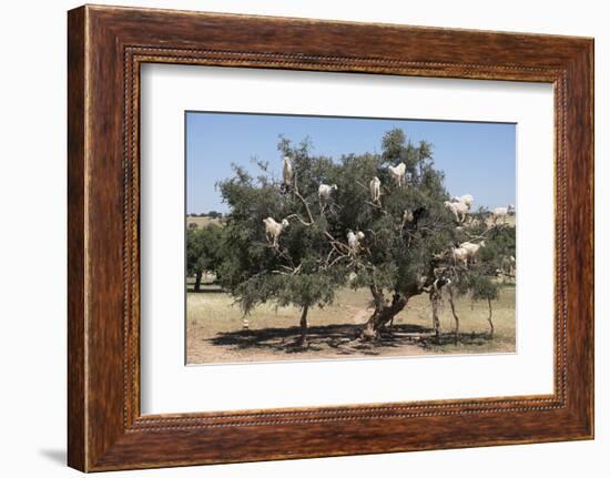 Morocco, Road to Essaouira, Goats Climbing in Argan Trees-Emily Wilson-Framed Photographic Print