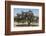 Morocco, Road to Essaouira, Goats Climbing in Argan Trees-Emily Wilson-Framed Photographic Print