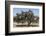 Morocco, Road to Essaouira, Goats Climbing in Argan Trees-Emily Wilson-Framed Photographic Print