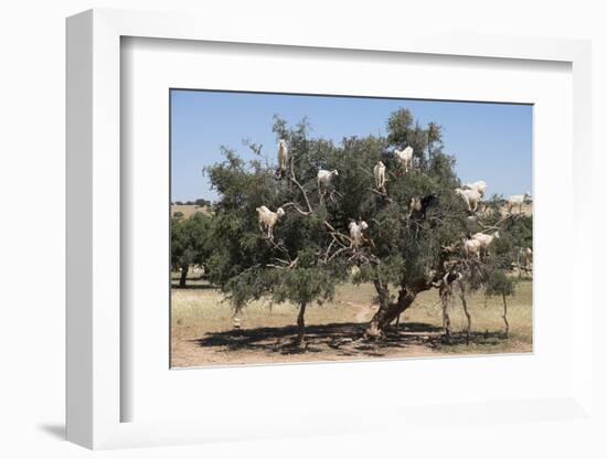 Morocco, Road to Essaouira, Goats Climbing in Argan Trees-Emily Wilson-Framed Photographic Print