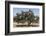 Morocco, Road to Essaouira, Goats Climbing in Argan Trees-Emily Wilson-Framed Photographic Print