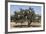 Morocco, Road to Essaouira, Goats Climbing in Argan Trees-Emily Wilson-Framed Photographic Print