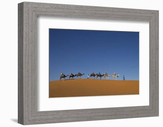 Morocco, Sahara. a Row of Camels Travels the Ridge of a Sand Dune-Brenda Tharp-Framed Photographic Print