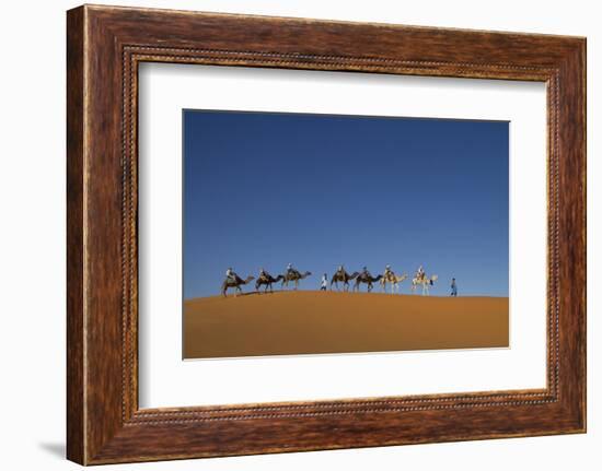 Morocco, Sahara. a Row of Camels Travels the Ridge of a Sand Dune-Brenda Tharp-Framed Photographic Print