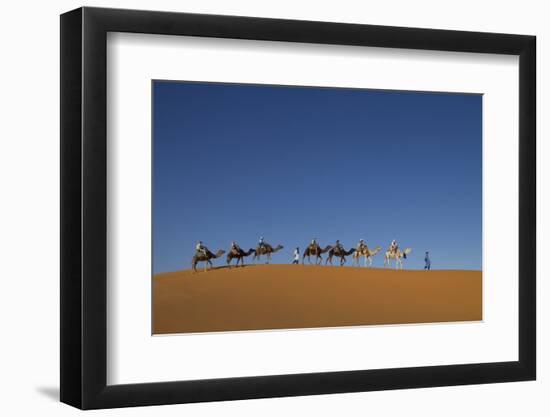 Morocco, Sahara. a Row of Camels Travels the Ridge of a Sand Dune-Brenda Tharp-Framed Photographic Print