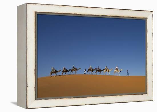 Morocco, Sahara. a Row of Camels Travels the Ridge of a Sand Dune-Brenda Tharp-Framed Premier Image Canvas