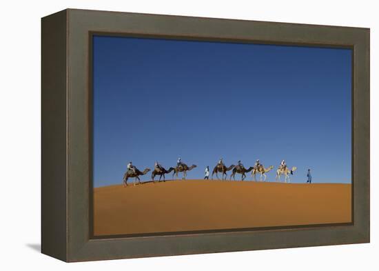 Morocco, Sahara. a Row of Camels Travels the Ridge of a Sand Dune-Brenda Tharp-Framed Premier Image Canvas