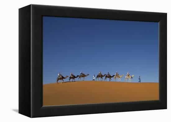 Morocco, Sahara. a Row of Camels Travels the Ridge of a Sand Dune-Brenda Tharp-Framed Premier Image Canvas