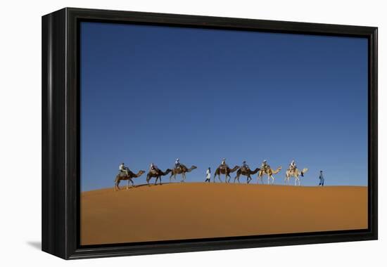 Morocco, Sahara. a Row of Camels Travels the Ridge of a Sand Dune-Brenda Tharp-Framed Premier Image Canvas