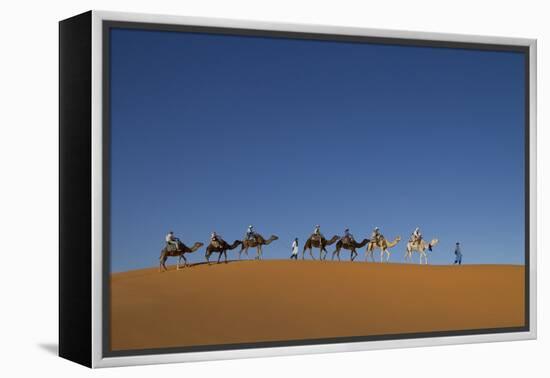 Morocco, Sahara. a Row of Camels Travels the Ridge of a Sand Dune-Brenda Tharp-Framed Premier Image Canvas