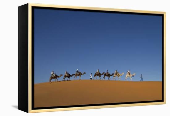 Morocco, Sahara. a Row of Camels Travels the Ridge of a Sand Dune-Brenda Tharp-Framed Premier Image Canvas