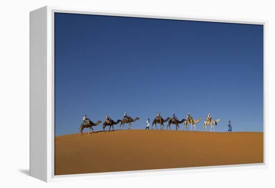 Morocco, Sahara. a Row of Camels Travels the Ridge of a Sand Dune-Brenda Tharp-Framed Premier Image Canvas