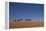 Morocco, Sahara. a Row of Camels Travels the Ridge of a Sand Dune-Brenda Tharp-Framed Premier Image Canvas