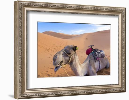 Morocco, Sahara Desert Sand Dunes Close Up of Camel for Rides-Bill Bachmann-Framed Photographic Print