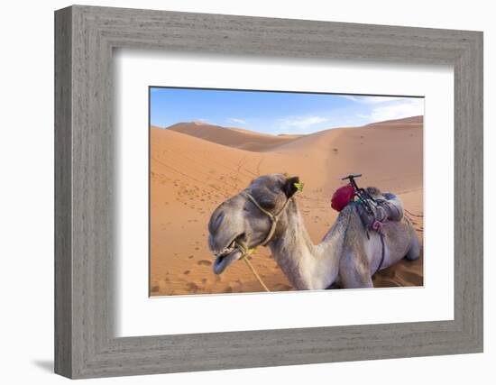 Morocco, Sahara Desert Sand Dunes Close Up of Camel for Rides-Bill Bachmann-Framed Photographic Print