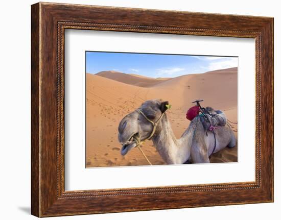 Morocco, Sahara Desert Sand Dunes Close Up of Camel for Rides-Bill Bachmann-Framed Photographic Print