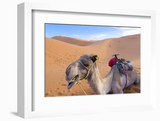 Morocco, Sahara Desert Sand Dunes Close Up of Camel for Rides-Bill Bachmann-Framed Photographic Print