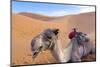 Morocco, Sahara Desert Sand Dunes Close Up of Camel for Rides-Bill Bachmann-Mounted Photographic Print