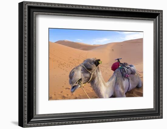 Morocco, Sahara Desert Sand Dunes Close Up of Camel for Rides-Bill Bachmann-Framed Photographic Print