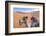 Morocco, Sahara Desert Sand Dunes Close Up of Camel for Rides-Bill Bachmann-Framed Photographic Print