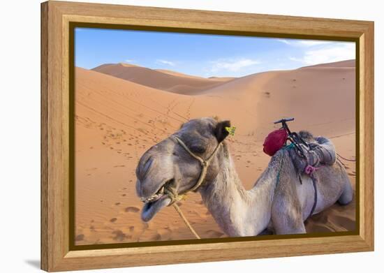Morocco, Sahara Desert Sand Dunes Close Up of Camel for Rides-Bill Bachmann-Framed Premier Image Canvas