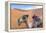 Morocco, Sahara Desert Sand Dunes Close Up of Camel for Rides-Bill Bachmann-Framed Premier Image Canvas