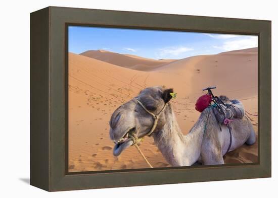 Morocco, Sahara Desert Sand Dunes Close Up of Camel for Rides-Bill Bachmann-Framed Premier Image Canvas