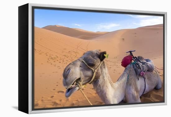 Morocco, Sahara Desert Sand Dunes Close Up of Camel for Rides-Bill Bachmann-Framed Premier Image Canvas