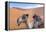 Morocco, Sahara Desert Sand Dunes Close Up of Camel for Rides-Bill Bachmann-Framed Premier Image Canvas