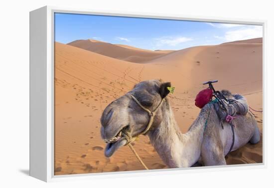 Morocco, Sahara Desert Sand Dunes Close Up of Camel for Rides-Bill Bachmann-Framed Premier Image Canvas