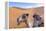 Morocco, Sahara Desert Sand Dunes Close Up of Camel for Rides-Bill Bachmann-Framed Premier Image Canvas