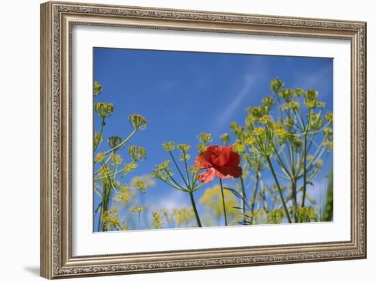 Morocco, Taounate, spring flowers bloom.-Emily Wilson-Framed Photographic Print